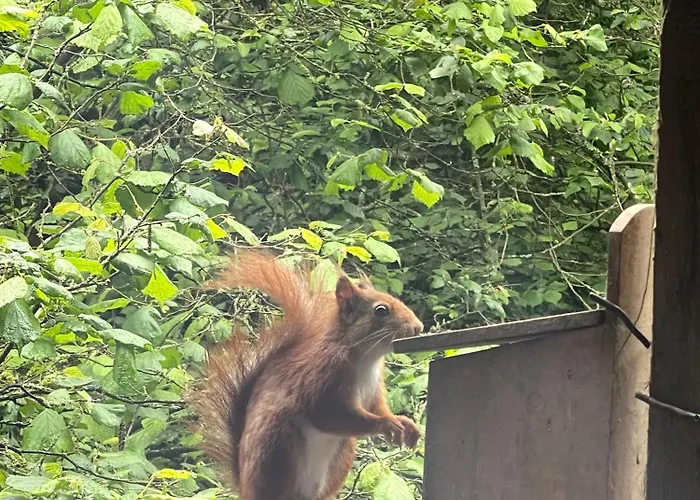 Vakantiehuis Hoernchen Hellenthal